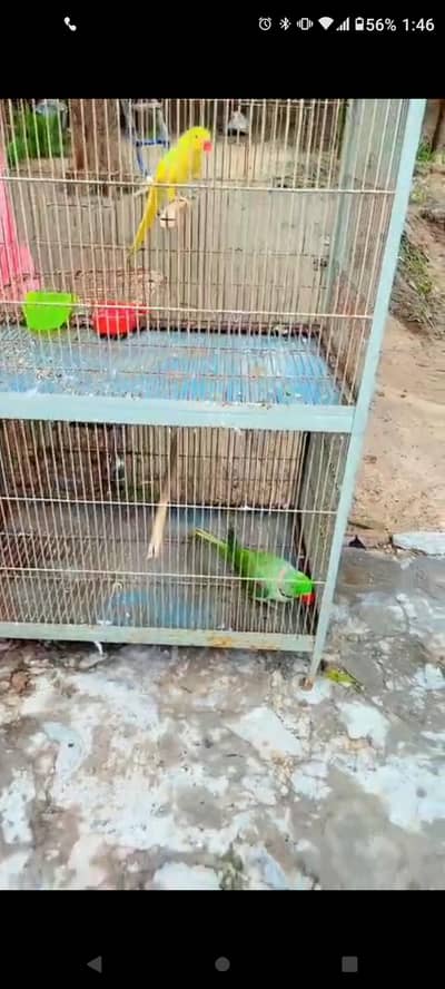 cage for sale /03404273256 watsap