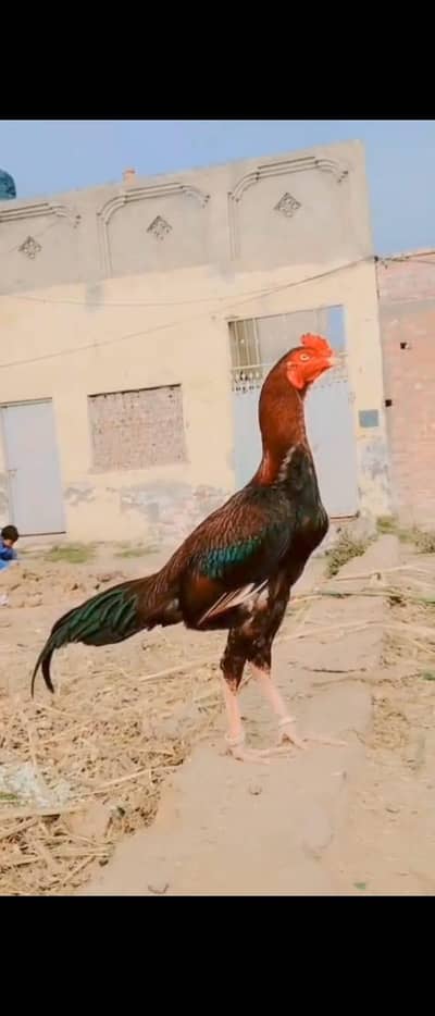 miwali patha 03285873706