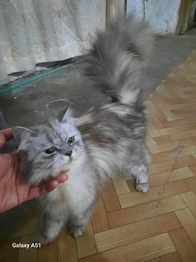 Female cat for sale