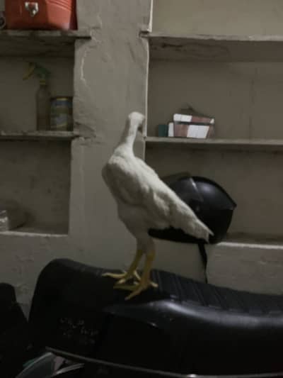 King shamo chick hira male high quality 100. /. 2.5 months age hai