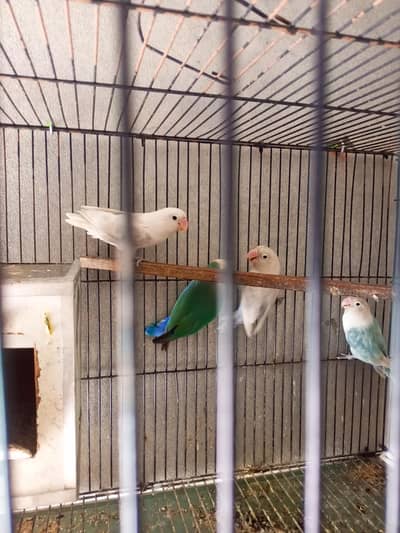 Lovebirds 2 piar