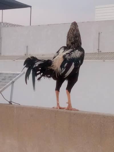 THAI & LASANI CROSS PATHA