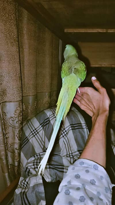 male raw parot