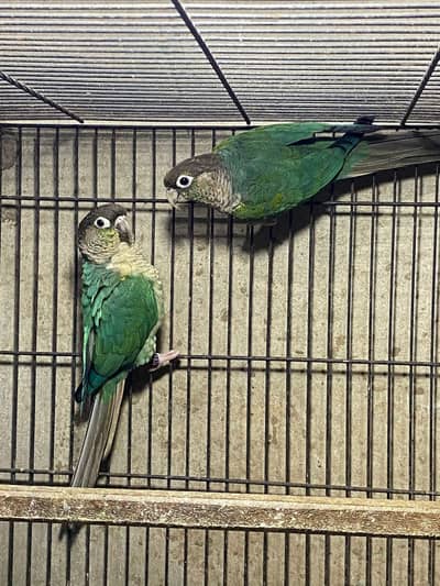 Breeder Fertile Pair 7 eggs average