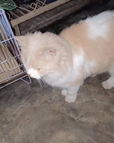 Persian cat for sale double coated