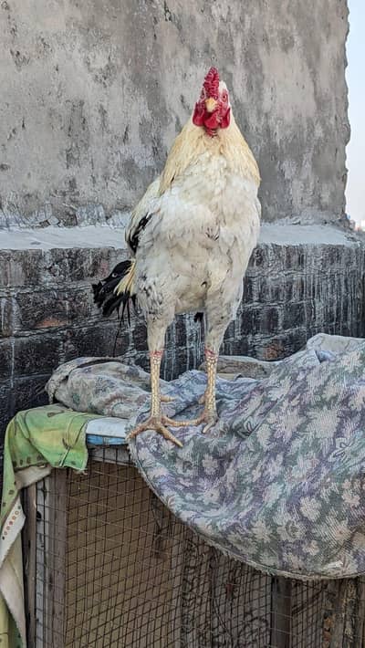 Pair of Aseel Murga full reader and full healthy pair