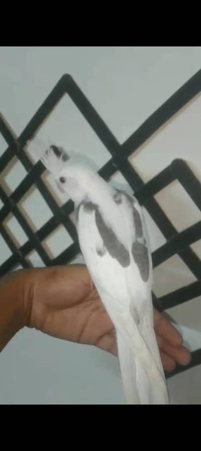 V pied Cockatiel