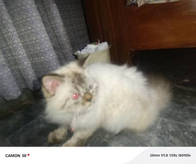 himaliyan healthy cat litter train