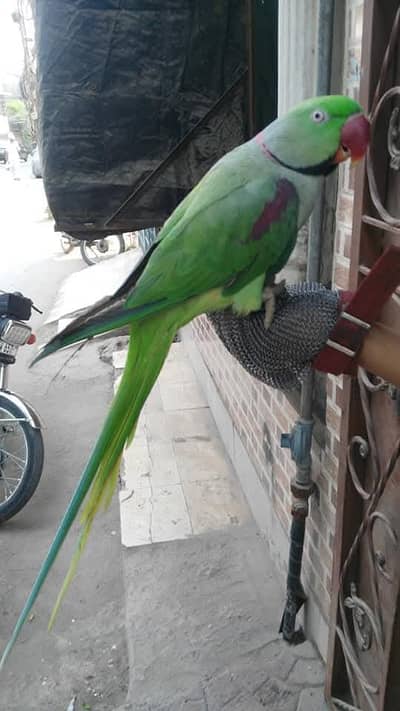 raw parrot male