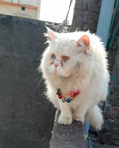 punch fc male bilu eyes  breedr