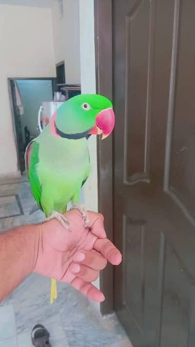 raw parrot male