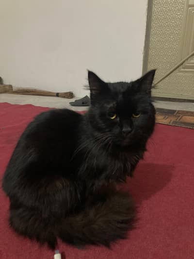 Black Persian male