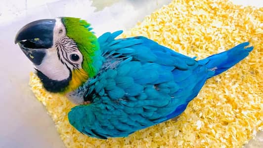 blue and gold macaw chick