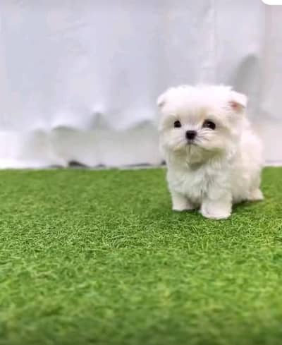 Shihtzu puppy available