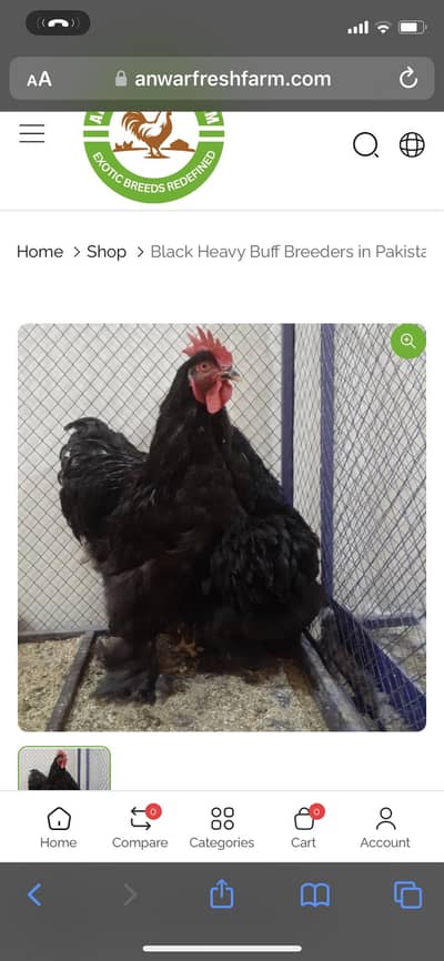 Pure black buff chicks & pure fertile eggs available
