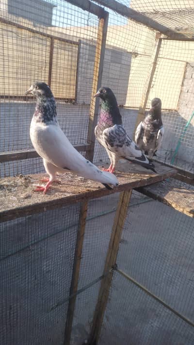 teddy 3 male for sale