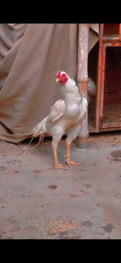 Aseel murgy different prices