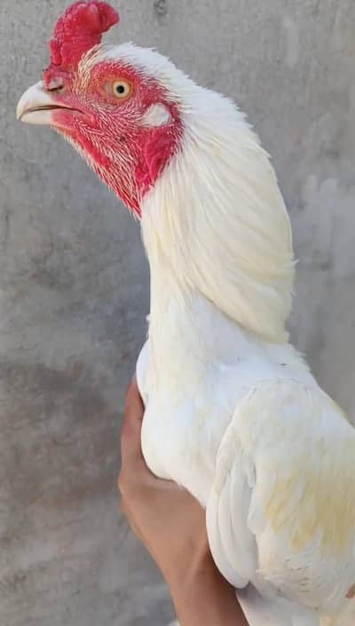 Offer offer Ramzan Offer Pure white Heera Aseel