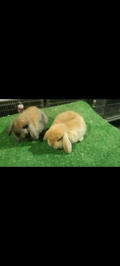 Holland loop top covalti bunys pair