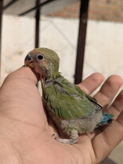 love bird chicks