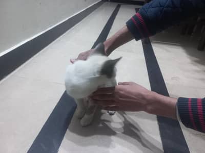 Ragdoll cat 4-5 month old female