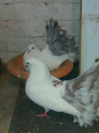 Laka Kabooter Jora Fancy