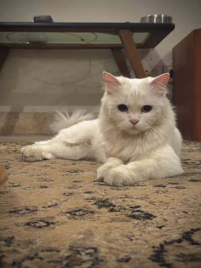 Beautiful White Persian Cat