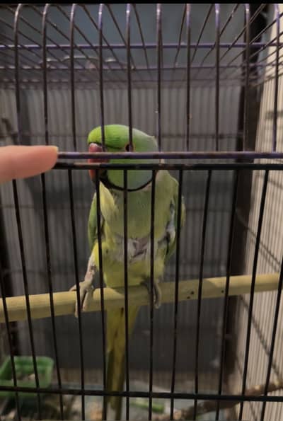 Green ring neck parrot whatsapp only 03240423373