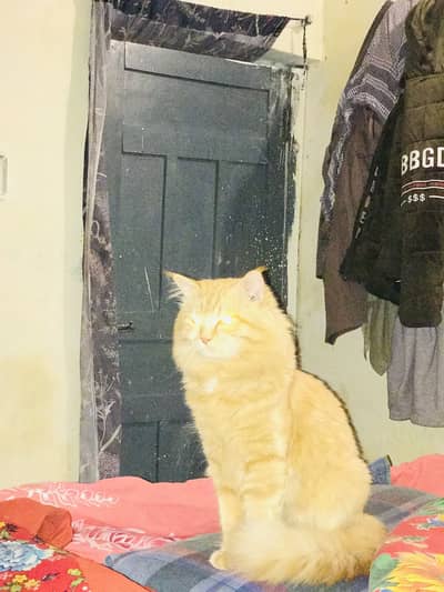 Beautiful Persian Male cat