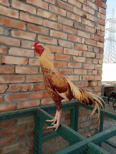 Aseel Murgha For sale