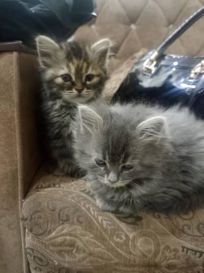 persian triple coat kitten pair