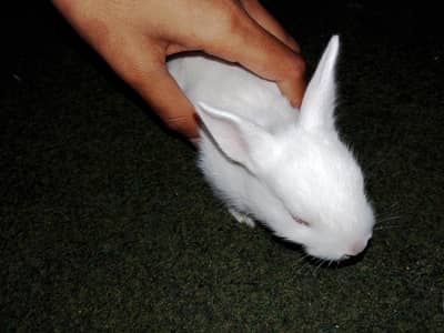 White Rabbits (Red Eyes)