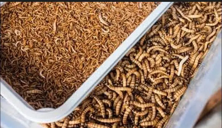 mealworms
