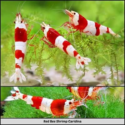 Toxedo Koi Guppy Bee Shrimps