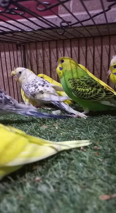 12 Budgies Available