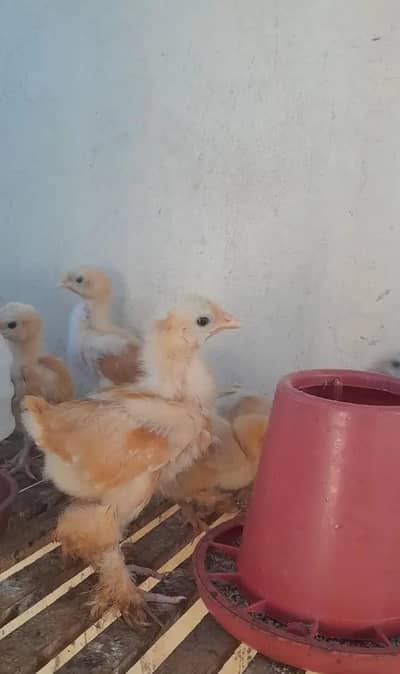 Golden Heavy Cochin Buff - IMPORT QUALITY CHICKS Available Now!. . .