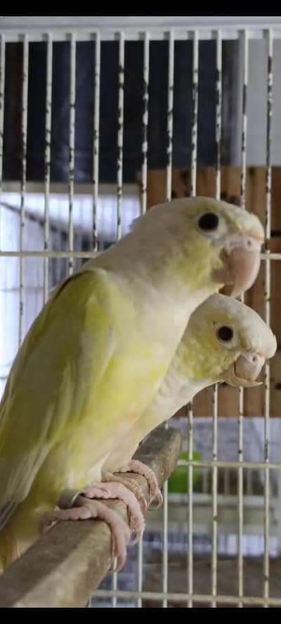 MoonCheek Breeder Pair