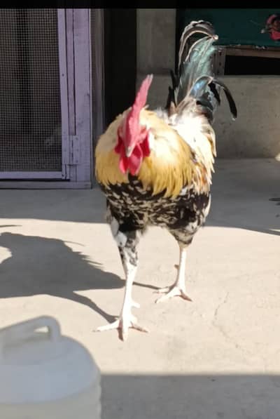 MASHALLAH Muga for sale ege takreban 9 to 11 month