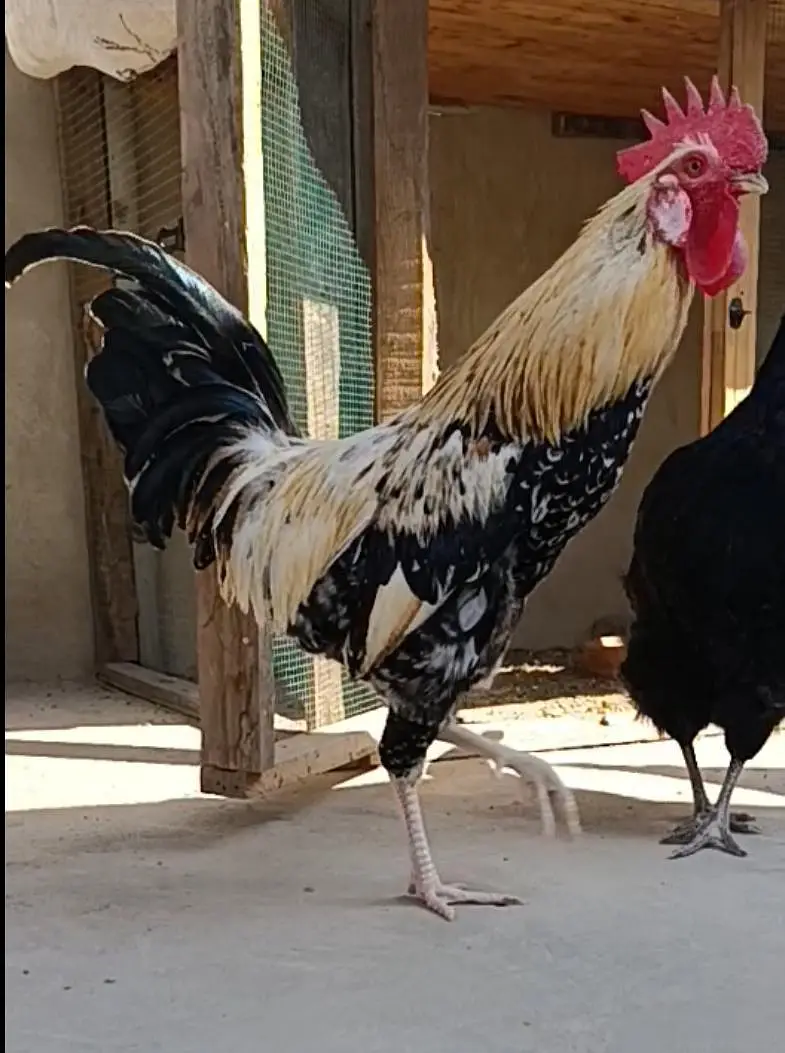 MASHALLAH Murga for sale ege takreban 9 to 11 month — photo 2