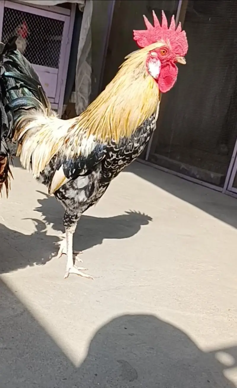 MASHALLAH Murga for sale ege takreban 9 to 11 month — photo 3