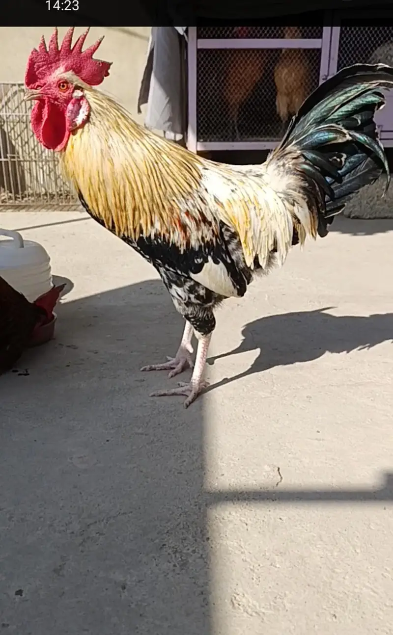 MASHALLAH Murga for sale ege takreban 9 to 11 month — photo 4
