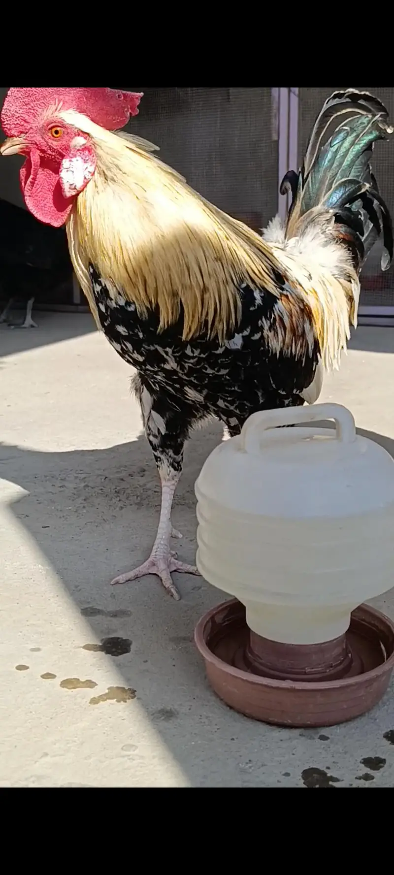 MASHALLAH Murga for sale ege takreban 9 to 11 month — photo 6