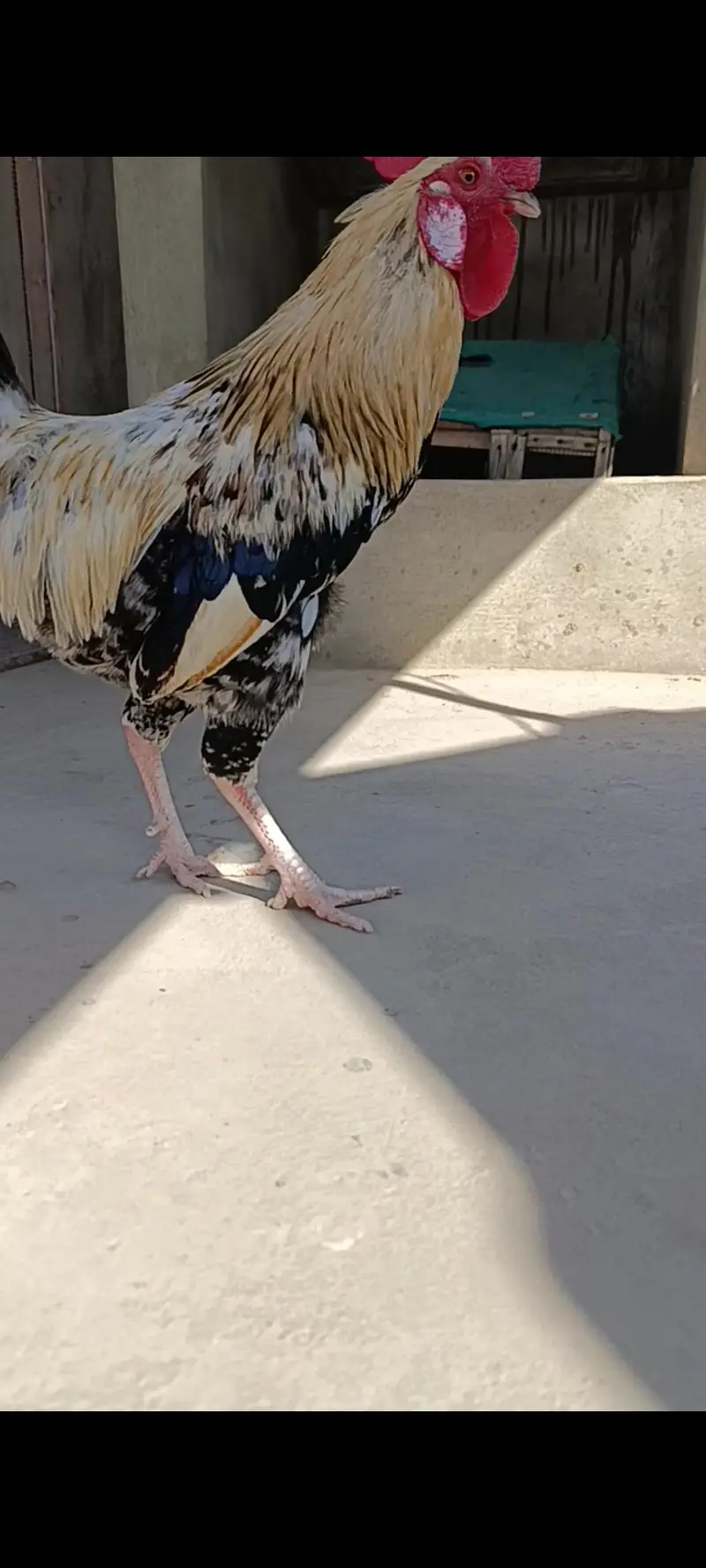 MASHALLAH Murga for sale ege takreban 9 to 11 month — photo 8