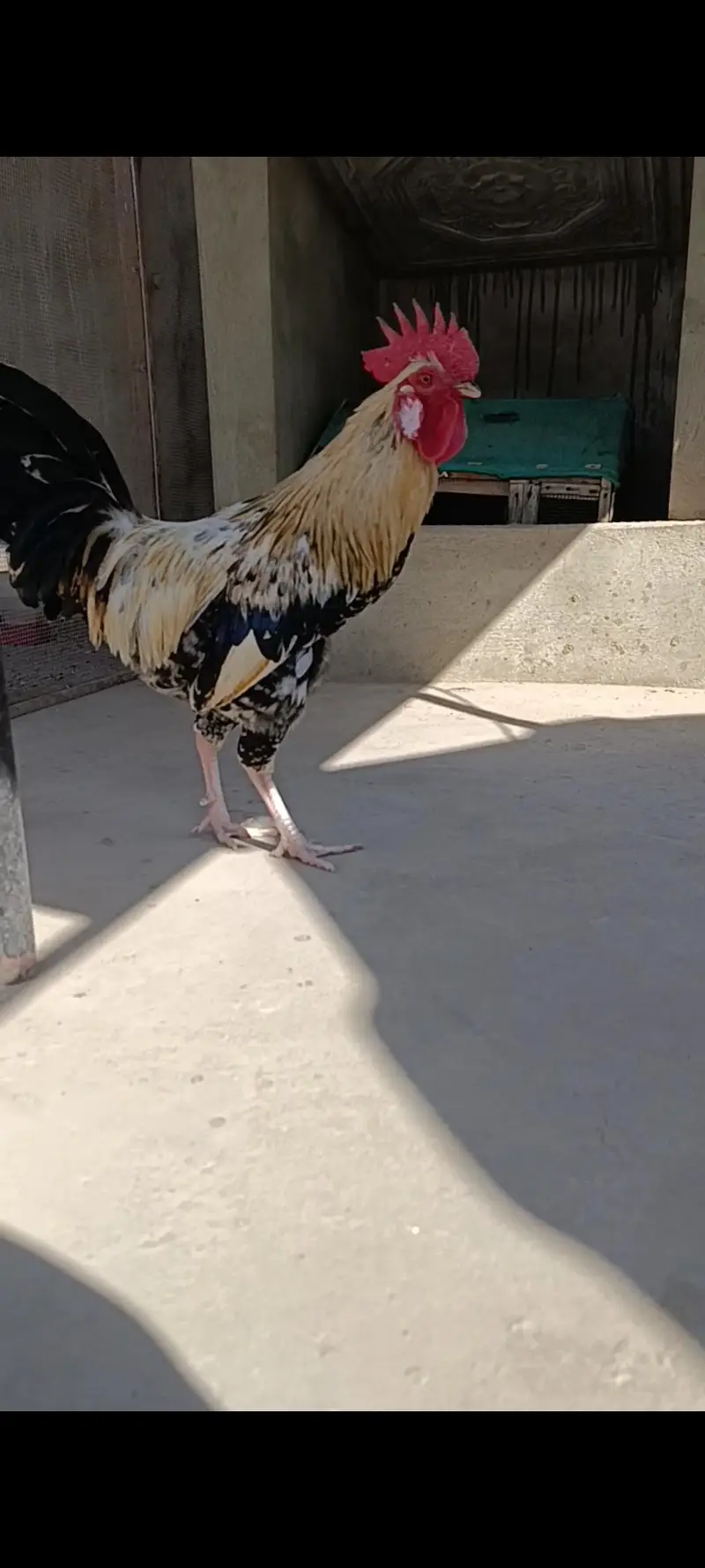 MASHALLAH Murga for sale ege takreban 9 to 11 month — photo 9