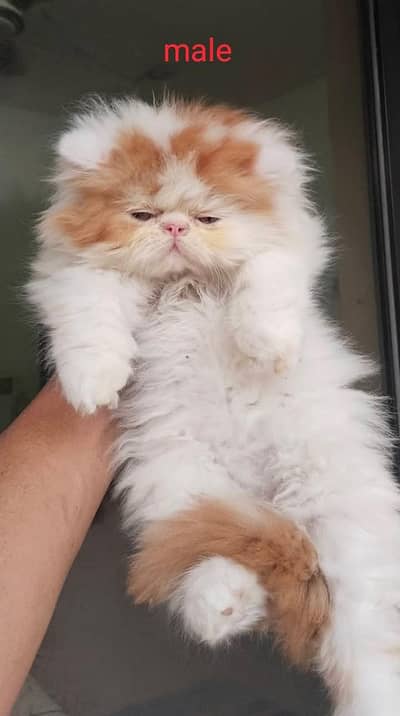 Pure Persian Show quality extra long hair kittens available for sale