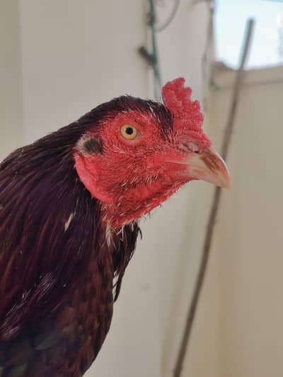 Urgent Sale Aseel Mianwali. . .