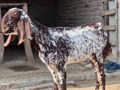 2 pure makhi cheeni female goats for sale