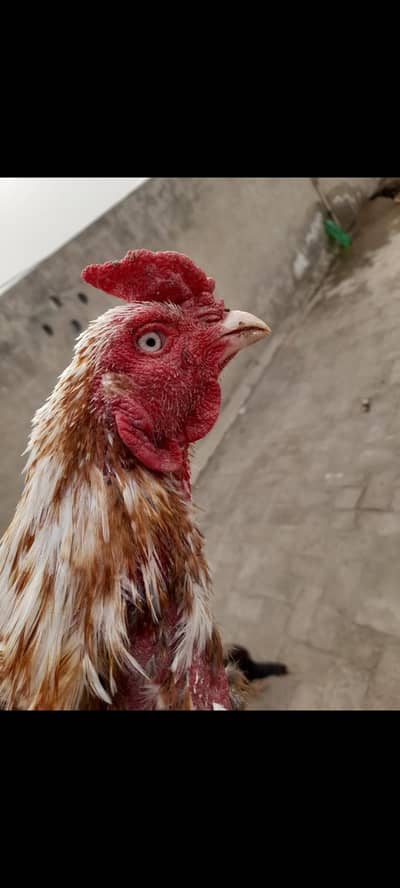 ASEEL MALE, FEMALE PAIR AND CHICKS