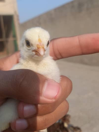 JAWA AND CHEENA CHICKS AND FEMALES