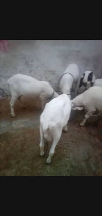 6 bakra